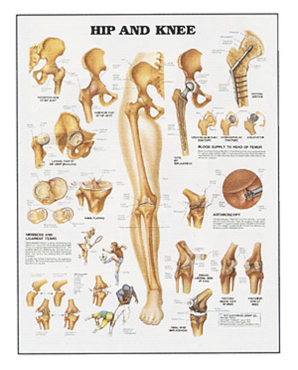 Anatomical Poster of hip & knee